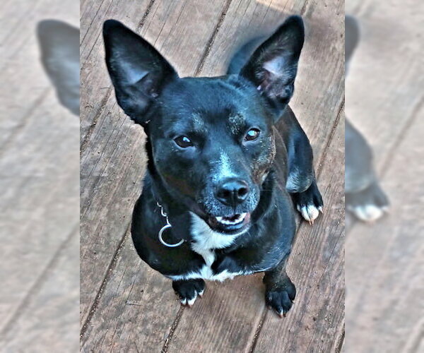 Medium Photo #1 Mutt Puppy For Sale in Rutherfordton, NC, USA