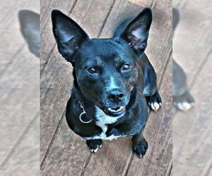 Mutt Dogs for adoption in Rutherfordton, NC, USA