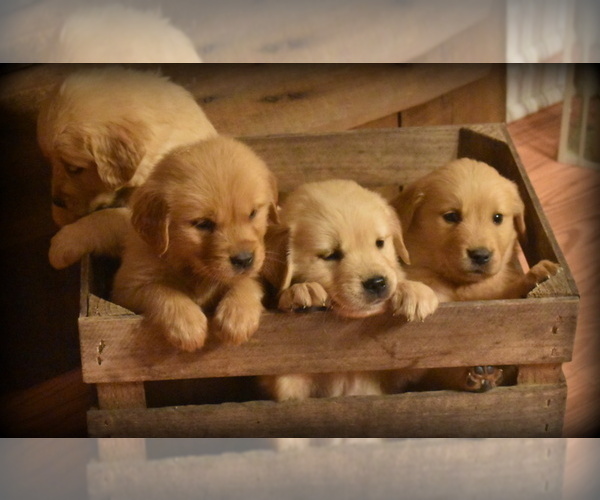 Medium Photo #2 Golden Retriever Puppy For Sale in WILLIAMSVILLE, VA, USA