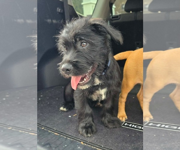Medium Photo #3 Border Terrier-Unknown Mix Puppy For Sale in Oakhurst, NJ, USA