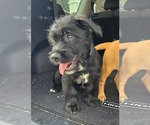 Small #2 Border Terrier Mix