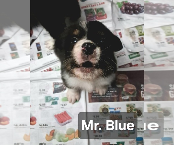 Medium Photo #1 Australian Shepherd Puppy For Sale in NEWTON, IA, USA