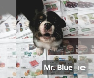 Australian Shepherd Puppy for sale in NEWTON, IA, USA