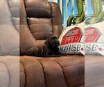 Small Photo #59 Cane Corso Puppy For Sale in REEVESVILLE, SC, USA