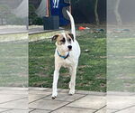 Small #1 Mutt