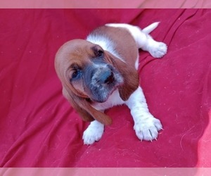 Basset Hound Puppy for sale in SALEM, WV, USA