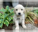 Image preview for Ad Listing. Nickname: Jett