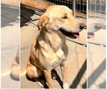 Small Labrador Retriever