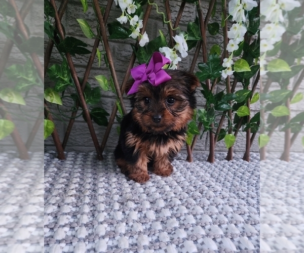 Medium Photo #5 Yorkshire Terrier Puppy For Sale in INDIANAPOLIS, IN, USA