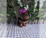 Small #4 Yorkshire Terrier