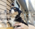 Small Photo #63 Australian Shepherd Puppy For Sale in FARMVILLE, VA, USA