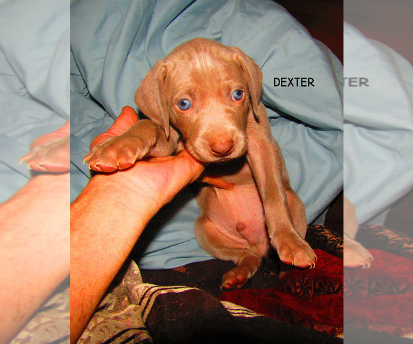 Medium Photo #3 Weimaraner Puppy For Sale in LAS ANIMAS, CO, USA