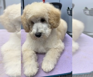 Poodle (Miniature) Puppy for sale in MCMINNVILLE, TN, USA