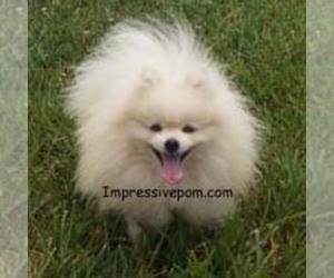 Father of the Pomeranian puppies born on 06/11/2021