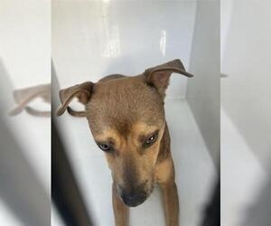 American Pit Bull Terrier-Unknown Mix Dogs for adoption in Houston, TX, USA