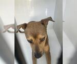 Small American Pit Bull Terrier Mix