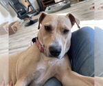 Small #28 American Pit Bull Terrier Mix