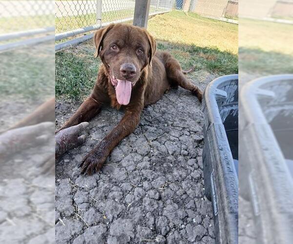 Medium Photo #1 Labrador Retriever-Unknown Mix Puppy For Sale in Corpus Christi, TX, USA