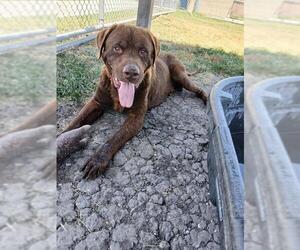 Labrador Retriever-Unknown Mix Dogs for adoption in Corpus Christi, TX, USA
