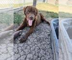 Small Labrador Retriever Mix