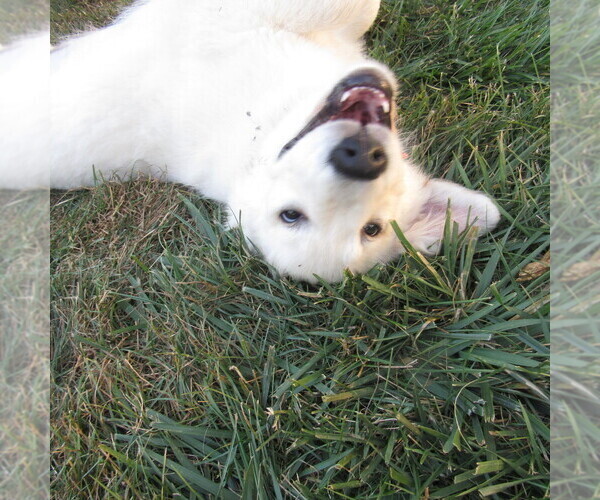 Medium Photo #60 English Cream Golden Retriever Puppy For Sale in NORTHWOOD, OH, USA