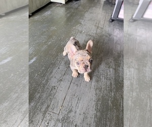 French Bulldog Puppy for sale in MONTEREY PARK, CA, USA