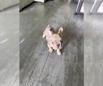Small French Bulldog