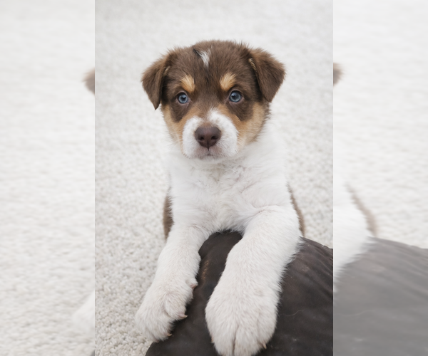 Medium Photo #2 Australian Shepherd Puppy For Sale in MABEL, MN, USA