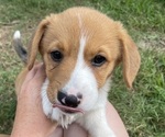 Small Photo #21 Pembroke Welsh Corgi Puppy For Sale in BRYAN, TX, USA