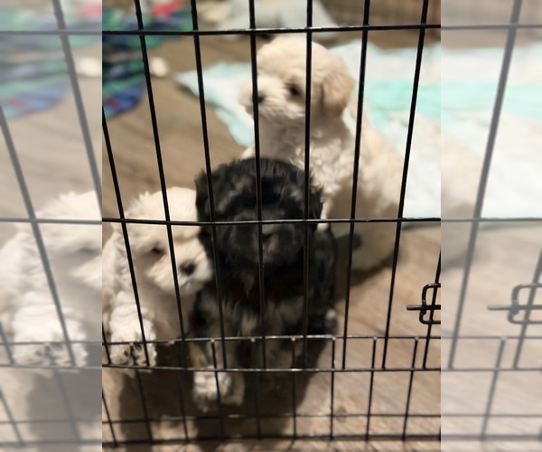 Medium Photo #1 Mal-Shi Puppy For Sale in COWARD, SC, USA