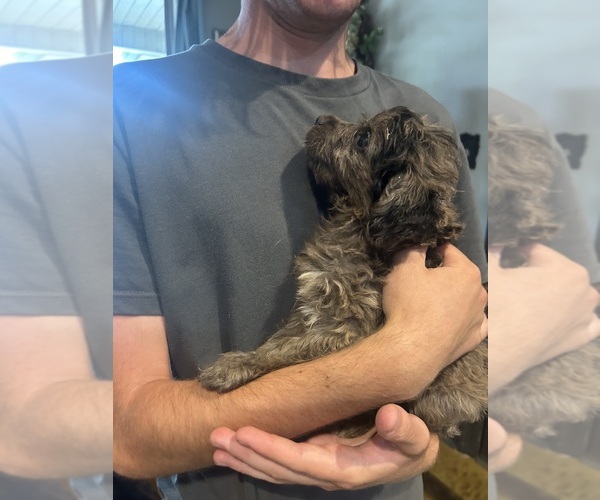 Medium Photo #3 F2 Aussiedoodle Puppy For Sale in BUSH, LA, USA