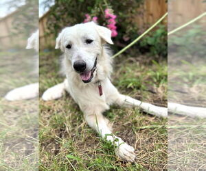 James - Male Great Pyrenees Dog for Adoption - Photo #8
