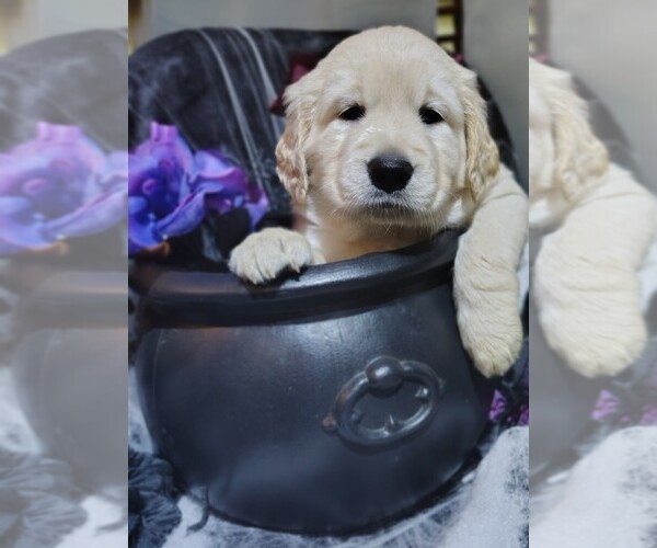 Medium Photo #12 Golden Retriever Puppy For Sale in MODESTO, CA, USA