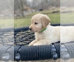 Small Photo #8 Golden Retriever Puppy For Sale in MORGANTOWN, IN, USA