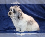 Small #21 ShihPoo