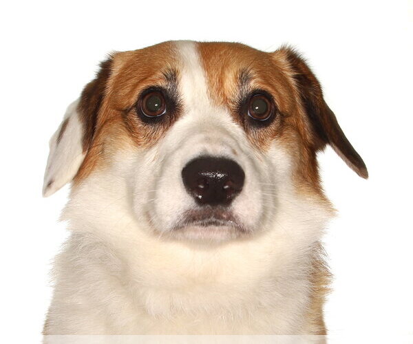 Medium Photo #1 Mutt Puppy For Sale in Oakland Park, FL, USA