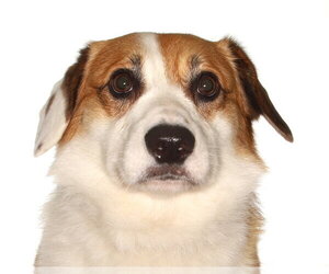 Mutt Dogs for adoption in Oakland Park, FL, USA