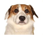 Small Mutt