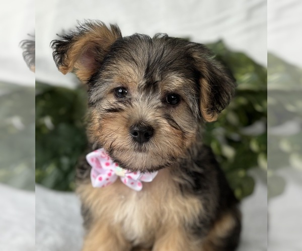 Medium Photo #1 Morkie Puppy For Sale in ROCK STREAM, NY, USA