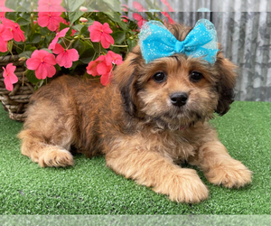 Shih Tzu-Shih-Poo Mix Puppy for sale in FIRESTONE PARK, CA, USA