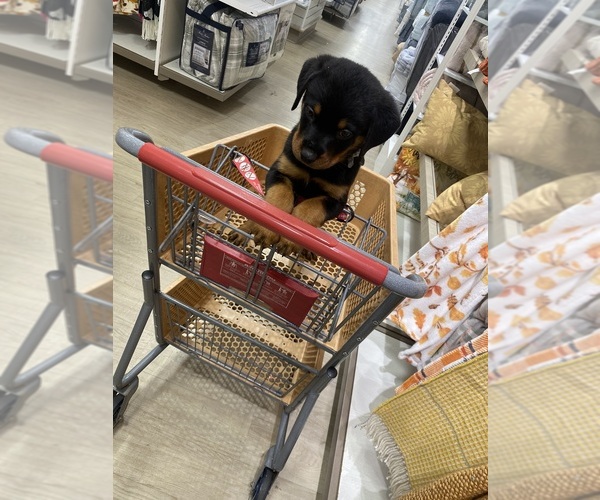 Medium Photo #3 Rottweiler Puppy For Sale in ALLENTOWN, PA, USA