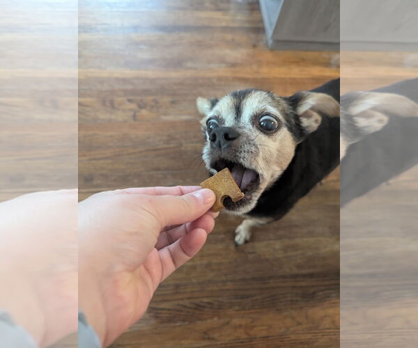 Medium Photo #7 Chipin Puppy For Sale in Princeton, MN, USA
