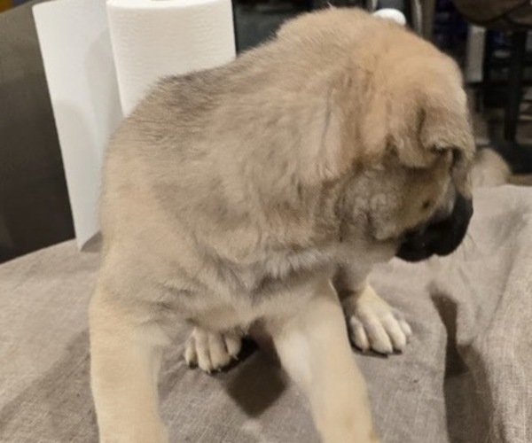 Medium Photo #3 Alaskan Malamute-Mastiff Mix Puppy For Sale in OMAHA, NE, USA