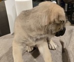 Small #2 Alaskan Malamute-Mastiff Mix