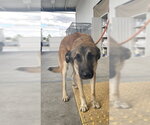 *CHINO - Male German Shepherd Dog Dog for Adoption - Small photo
