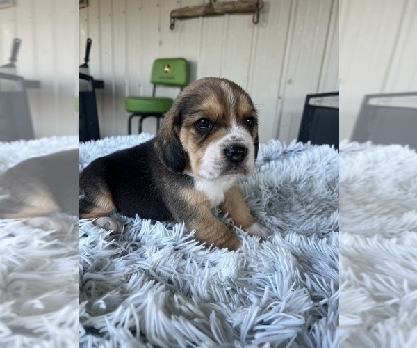 Medium Photo #2 Beagle Puppy For Sale in MADISON, IN, USA
