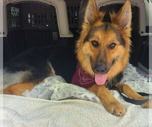 Eliska - Female German Shepherd Dog-Unknown Mix Dog for Adoption - Photo #8