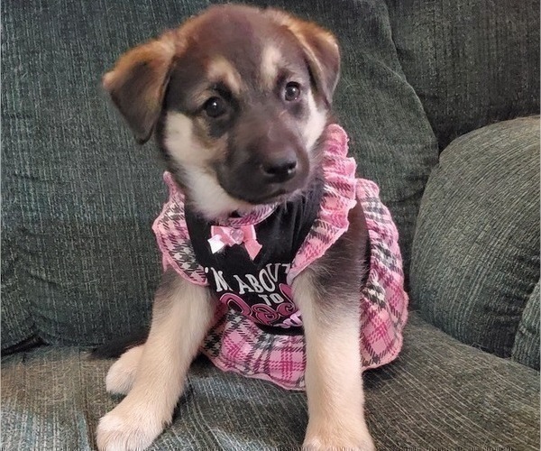Medium Photo #9 Beagle-Siberian Husky Mix Puppy For Sale in SPRINGFIELD, OR, USA