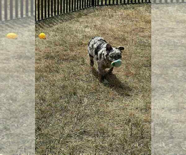 Medium Photo #86 French Bulldog Puppy For Sale in WARSAW, IN, USA