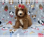 Lucy - Female Goldendoodle (Miniature) Puppy for Sale - Photo #9
